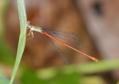 Ceriagrion aeruginosum