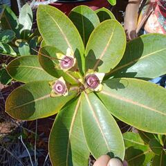 Xanthostemon gugerlii