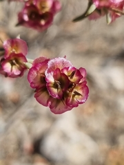 Pyankovia brachiata