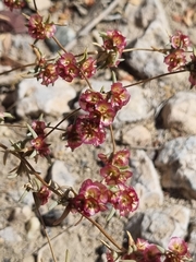 Pyankovia brachiata