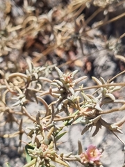 Pyankovia brachiata