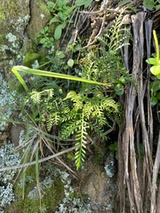 Asplenium haurakiense