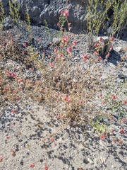 Pyankovia brachiata