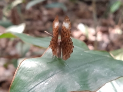 Taxila haquinus