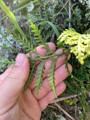 Asplenium haurakiense
