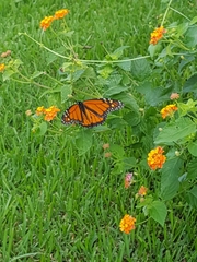 Danaus plexippus