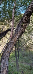 Betula tianschanica