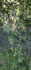 Betula tianschanica