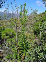 Dracophyllum