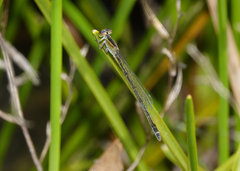 Ischnura pruinescens