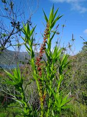 Dracophyllum