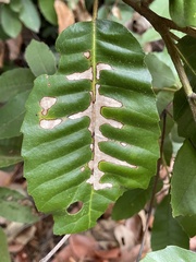 Apiognomonia errabunda