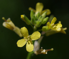 Sisymbrium orientale