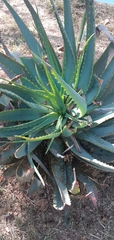 Aloe