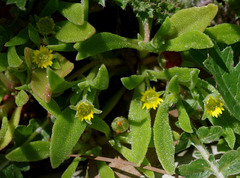 Cleretum papulosum