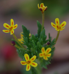 Zaluzianskya divaricata