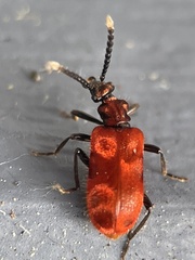 Lemodes coccinea