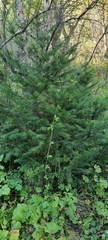 Abies sibirica semenovii