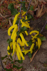 Acacia denticulosa