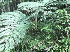 Angiopteris lygodiifolia