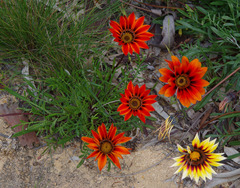 Gazania × splendens