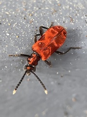 Lemodes coccinea
