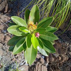Xanthostemon gugerlii