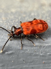 Lemodes coccinea