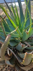 Aloe