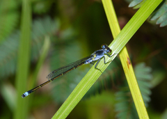 Ischnura pruinescens