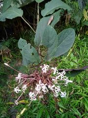 Clerodendrum quadriloculare