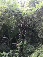 Alsophila spinulosa