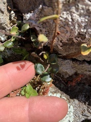 Pellaea rotundifolia