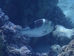 Monotaxis grandoculis