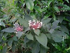 Clerodendrum quadriloculare