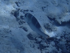 Monotaxis grandoculis