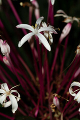 Clerodendrum quadriloculare