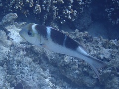 Monotaxis grandoculis