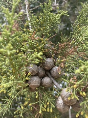 Cupressus abramsiana