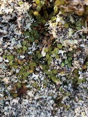 Bulbophyllum pygmaeum