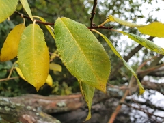 Salix triandra