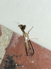 Dicromantispa interrupta