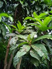 Ficus austrocaledonica