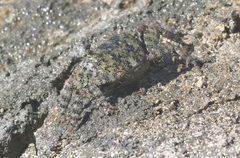 Metopograpsus thukuhar