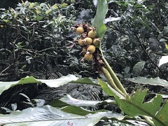 Alpinia uraiensis