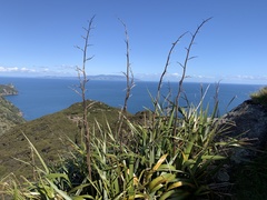Phormium cookianum