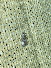 Pococera asperatella