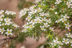 Leptospermum polygalifolium