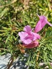 Incarvillea olgae