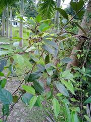 Ficus virens